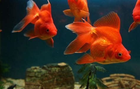 家裡適合養什麼魚|養魚能招財，10條最實用的養魚風水（你一定要知道）。